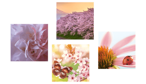 CANVAS PRINT SET BLOOM OF NATURE - SET OF PICTURES - PICTURES