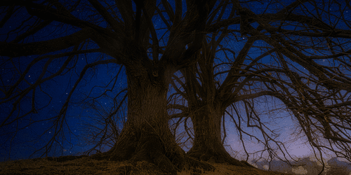 CANVAS PRINT TREES IN A NIGHT LANDSCAPE - PICTURES OF NATURE AND LANDSCAPE - PICTURES