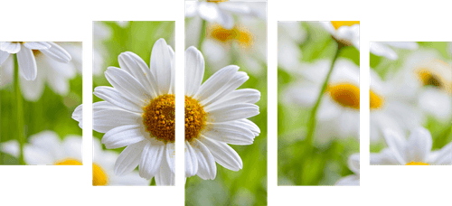 5-TEILIGES WANDBILD FRÜHLINGSWIESE VOLLER BLUMEN - BILDER BLUMEN - BILDER