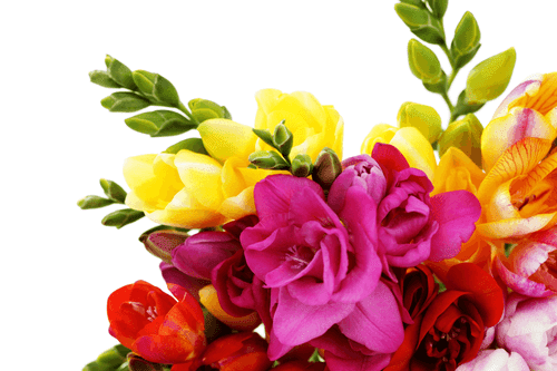 IMPRESSION SUR TOILE BOUQUET DE FREESIAS COLORÉS - IMPRESSIONS SUR TOILE FLEURS - IMPRESSION SUR TOILE