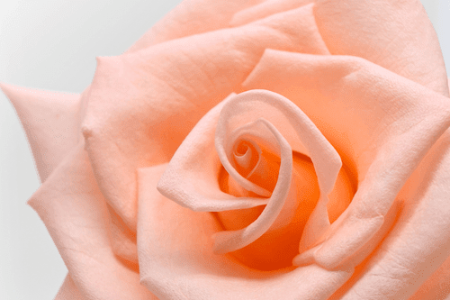 CANVAS PRINT ROSE IN A PEACH SHADE - PICTURES FLOWERS - PICTURES