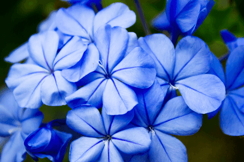 CANVAS PRINT WILD BLUE FLOWERS - PICTURES FLOWERS - PICTURES