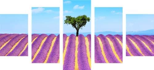 5-PIECE CANVAS PRINT PROVENÇAL LAVENDER FIELD - PICTURES OF NATURE AND LANDSCAPE - PICTURES