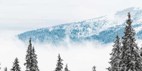 CANVAS PRINT SNOWY PINE TREES - PICTURES OF NATURE AND LANDSCAPE - PICTURES