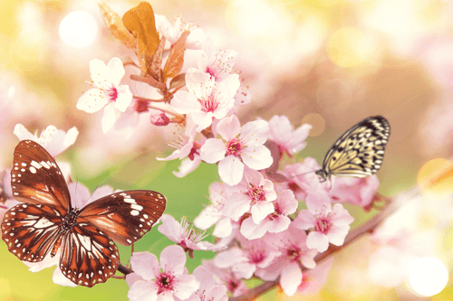 WANDBILD FRÜHLINGSBLUMEN MIT EXOTISCHEN SCHMETTERLINGEN - BILDER TIERE - BILDER