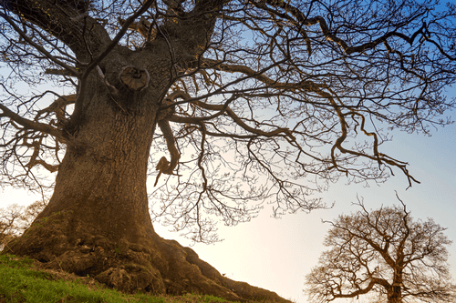 CANVAS PRINT SYMBIOSIS OF TREES - PICTURES OF NATURE AND LANDSCAPE - PICTURES