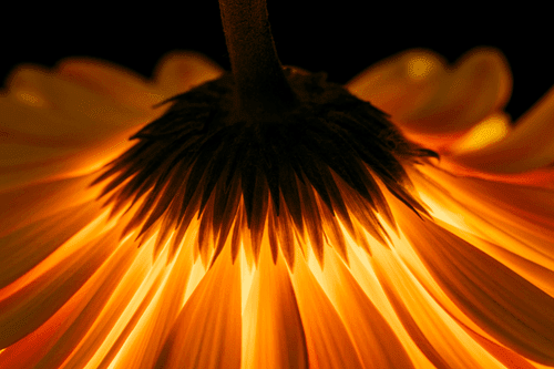 WANDBILD GERBERA AUF DUNKLEM HINTERGRUND - BILDER BLUMEN - BILDER