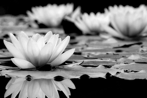 CANVAS PRINT LOTUS FLOWER IN BLACK AND WHITE - BLACK AND WHITE PICTURES - PICTURES