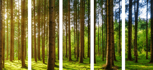 QUADRO IN 5 PARTI MATTINATA ASSOLATA NELLA FORESTA - QUADRI DI NATURA E PAESAGGIO - QUADRI