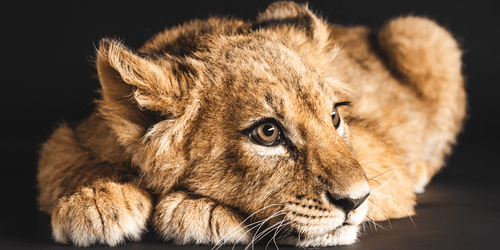 TABLEAU SUR TOILE – LIONCEAU - IMAGES D'ANIMAUX - TABLEAUX
