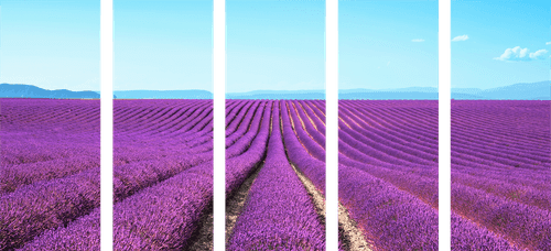 QUADRO IN 5 PARTI CAMPO DI LAVANDA INFINITO - QUADRI DI NATURA E PAESAGGIO - QUADRI