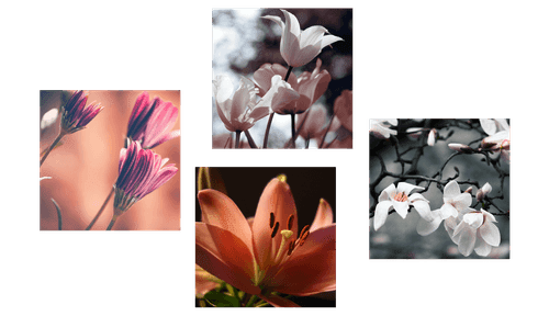 CANVAS PRINT SET TENDERNESS OF FLOWERS - SET OF PICTURES - PICTURES