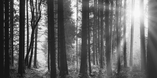 WANDBILD IN SONNENLICHT GETAUCHTER WALD IN SCHWARZ-WEISS - SCHWARZ-WEISSE BILDER - BILDER