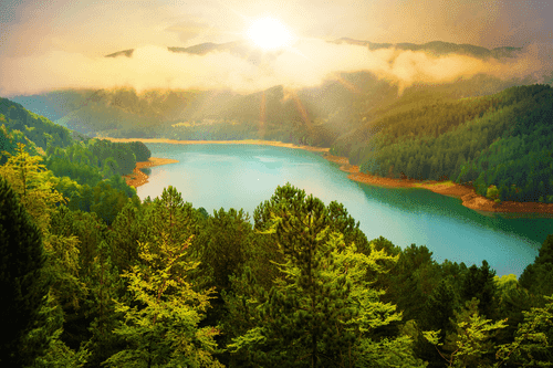 WANDBILD FLUSS INMITTEN EINES GRÜNEN WALDES - BILDER VON NATUR UND LANDSCHAFT - BILDER