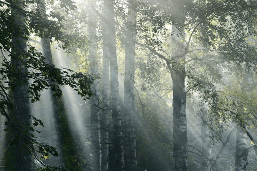 TABLOU RAZE DE SOARE ÎN PĂDURE PLINĂ DE CEAȚĂ - TABLOU NATURĂ ȘI PEISAJE NATURALE - TABLOURI