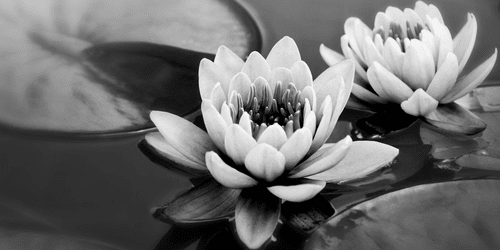 CANVAS PRINT LOTUS FLOWER IN THE LAKE IN BLACK AND WHITE - BLACK AND WHITE PICTURES - PICTURES
