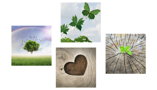 ΣΕΤ ΕΙΚΌΝΩΝ ΜΟΝΑΔΙΚΈΣ ΓΩΝΙΈΣ ΤΗΣ ΦΎΣΗΣ - ΣΎΝΟΛΟ ΠΊΝΑΚΕΣ - ΠΊΝΑΚΕΣ