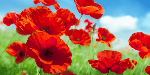 CANVAS PRINT POPPY FLOWERS IN A MEADOW - PICTURES FLOWERS - PICTURES