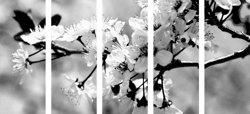 5-TEILIGES WANDBILD KIRSCHBLÜTE IN SCHWARZ-WEISS - SCHWARZ-WEISSE BILDER - BILDER