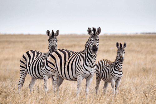 WANDBILD DREI ZEBRAS IN DER SAVANNE - BILDER TIERE - BILDER