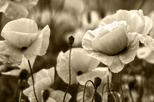 CANVAS PRINT FIELD OF WILD POPPIES IN SEPIA - BLACK AND WHITE PICTURES - PICTURES