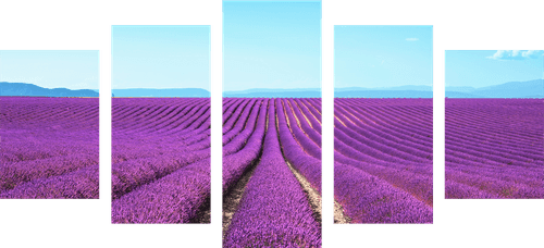 QUADRO IN 5 PARTI CAMPO DI LAVANDA INFINITO - QUADRI DI NATURA E PAESAGGIO - QUADRI