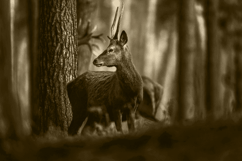 WANDBILD HIRSCH IM KIEFERWALD IN SEPIA - SCHWARZ-WEISSE BILDER - BILDER