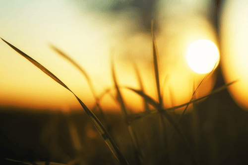 TABLEAU SUR TOILE – COUCHER DE SOLEIL DANS L'HERBE - TABLEAUX DE LA NATURE ET DES PAYSAGES - TABLEAUX