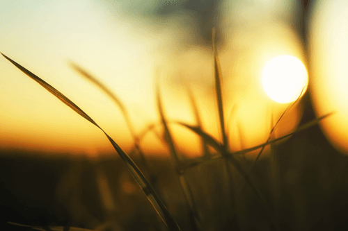 WANDBILD UNTERGEHENDE SONNE IM GRAS - BILDER VON NATUR UND LANDSCHAFT - BILDER