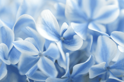 CANVAS PRINT HYDRANGEA FLOWERS IN A BLUE-WHITE SHADES - PICTURES FLOWERS - PICTURES