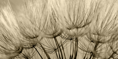 WANDBILD LÖWENZAHNSAMEN IN SEPIA - SCHWARZ-WEISSE BILDER - BILDER