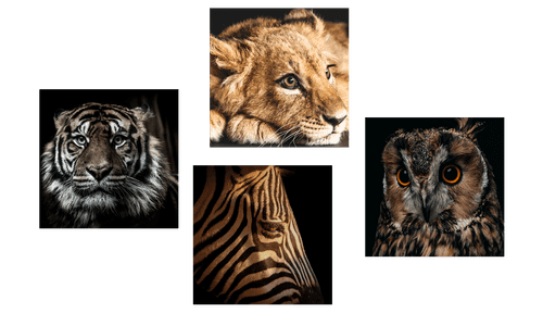 CANVAS PRINT SET WILD ANIMALS - SET OF PICTURES - PICTURES