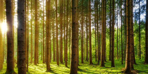 WANDBILD MORGEN IM WALD - BILDER VON NATUR UND LANDSCHAFT - BILDER