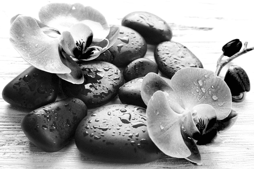 CANVAS PRINT BEAUTIFUL INTERPLAY OF STONES AND ORCHIDS IN BLACK AND WHITE - BLACK AND WHITE PICTURES - PICTURES