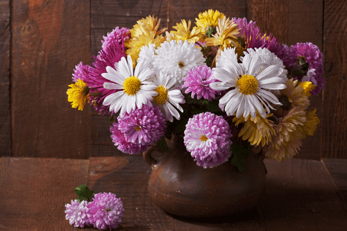 CANVAS PRINT STILL LIFE WITH AUTUMN CHRYSANTHEMUMS - PICTURES FLOWERS - PICTURES