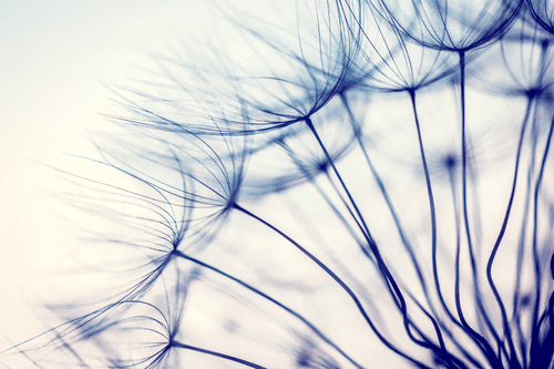 CANVAS PRINT UNIQUE DETAIL OF A DANDELION - PICTURES FLOWERS - PICTURES