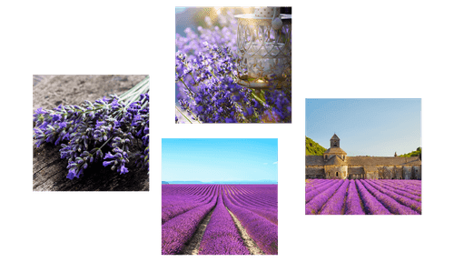 SET DI QUADRI BELLISSIMA LAVANDA - COLLEZIONI DI QUADRI - QUADRI