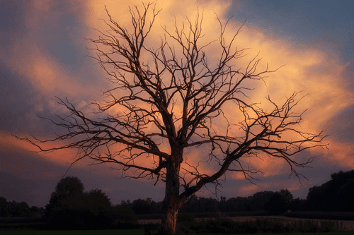 CANVAS PRINT BEAUTIFUL TREE ON THE MEADOW - PICTURES OF NATURE AND LANDSCAPE - PICTURES