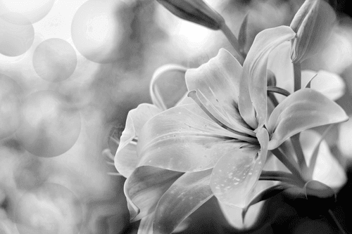 CANVAS PRINT LILY FLOWER ON AN ABSTRACT BACKGROUND IN BLACK AND WHITE - BLACK AND WHITE PICTURES - PICTURES