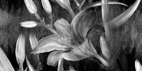 CANVAS PRINT LILY BLOSSOM IN BLACK AND WHITE - BLACK AND WHITE PICTURES - PICTURES