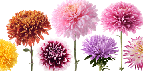 CANVAS PRINT DAHLIA FLOWERS IN A DIVERSE DESIGN - PICTURES FLOWERS - PICTURES