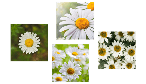 CANVAS PRINT SET MAGICAL FLOWERS - SET OF PICTURES - PICTURES