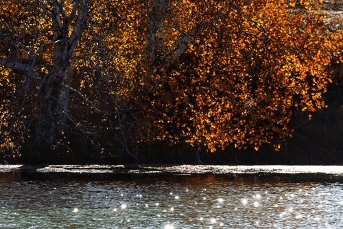 TABLOU REFLECȚIA FRUNZELOR ÎN APĂ - TABLOU NATURĂ ȘI PEISAJE NATURALE - TABLOURI