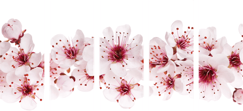 5-PIECE CANVAS PRINT CHERRY BLOSSOMS - PICTURES FLOWERS - PICTURES