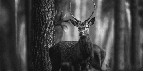 CANVAS PRINT DEER IN THE FOREST IN BLACK AND WHITE - BLACK AND WHITE PICTURES - PICTURES