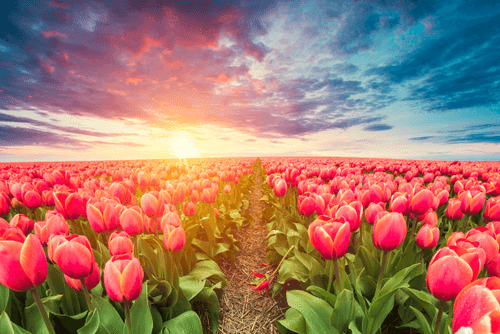 WANDBILD SONNENAUFGANG ÜBER DER WIESE MIT TULPEN - BILDER BLUMEN - BILDER