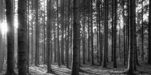 WANDBILD MORGEN IM WALD IN SCHWARZ-WEISS - SCHWARZ-WEISSE BILDER - BILDER