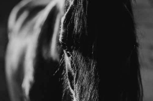 CANVAS PRINT MAJESTIC HORSE IN BLACK AND WHITE - BLACK AND WHITE PICTURES - PICTURES