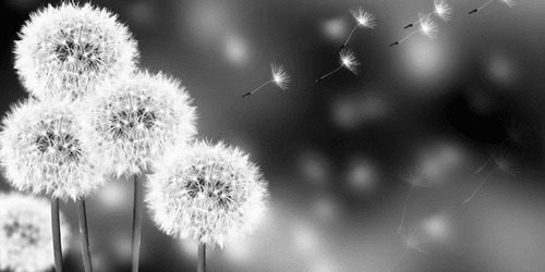 CANVAS PRINT FLUFFY DANDELION IN BLACK AND WHITE - BLACK AND WHITE PICTURES - PICTURES