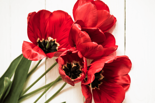 WANDBILD AUFGEBLÜHTE ROTE TULPEN - BILDER BLUMEN - BILDER